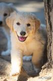 Cuccioli di Golden Retriever, maschi CucciolidiGoldenRetrievermaschi1234.jpg