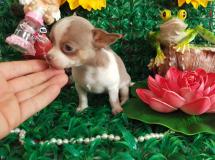 Chihuahua femmina Toy Lillac e White toy ChihuahuafemminaToyLillaceWhitetoy.jpg