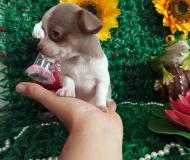 Chihuahua femmina Toy Lillac e White toy ChihuahuafemminaToyLillaceWhitetoy123.jpg