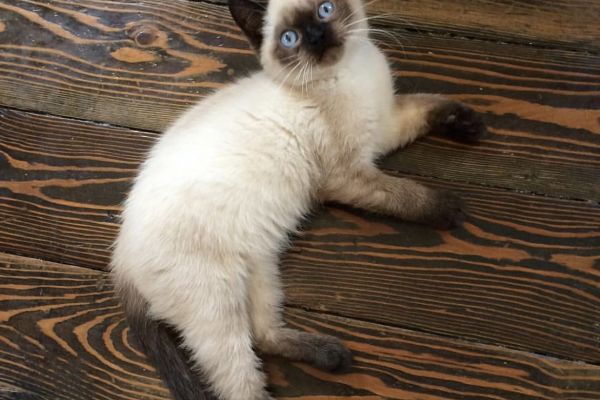 Bellissimi cuccioli di siamese thai bellissimicucciolidisiamesetha-6651fb2408d39.jpeg
