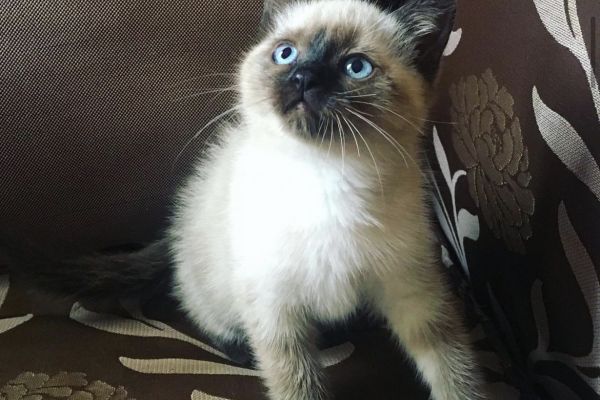 Bellissimi cuccioli di siamese thai bellissimicucciolidisiamesetha-6651fb245d269.jpeg