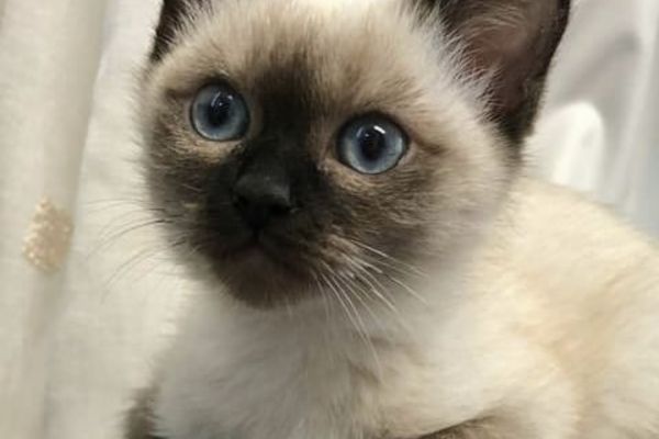 Bellissimi cuccioli di siamese thai bellissimicucciolidisiamesetha-6651fb25187ac.jpeg