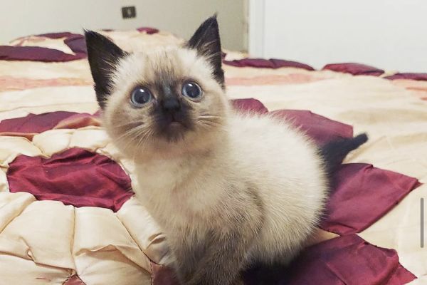 Bellissimi cuccioli di siamese thai bellissimicucciolidisiamesetha-6651fb2574918.jpeg