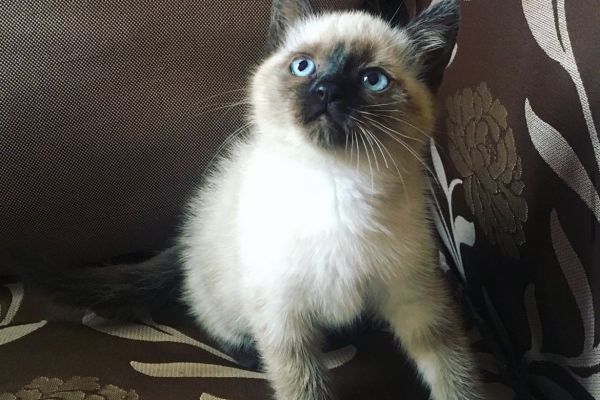 Bellissimi cuccioli di siamese thai bellissimicucciolidisiamesetha-6651fb25c7191.jpeg