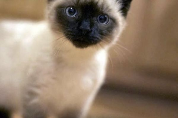 Bellissimi cuccioli di siamese thai bellissimicucciolidisiamesetha-6651fb26471b6.jpeg