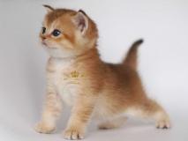 British Shorthair Golden BritishShorthairGolden-60cc535c1f8a1.jpg