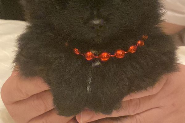 Spitz nano tedesco/volpino pomerania spitznanotedescovolpinopomeran.jpg