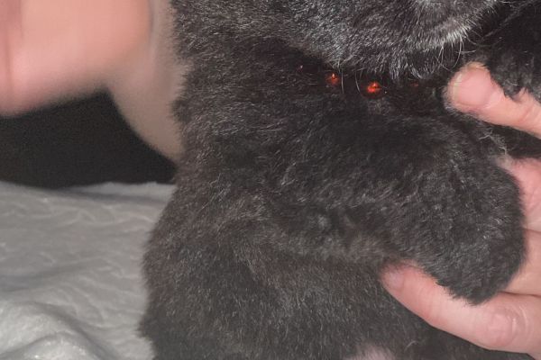 Spitz nano tedesco/volpino pomerania spitznanotedescovolpinopomeran1.jpg