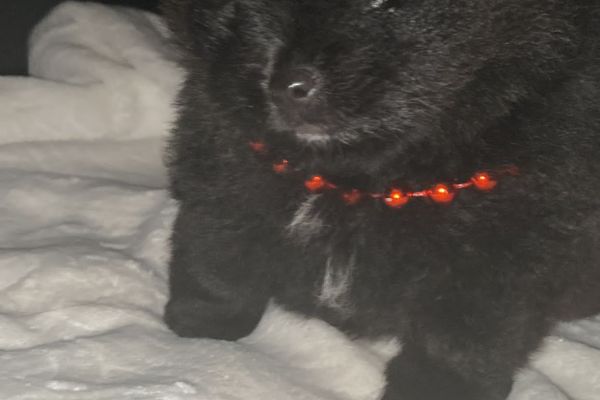Spitz nano tedesco/volpino pomerania spitznanotedescovolpinopomeran12.jpg