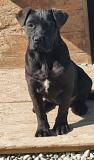 Cucciola cane corso femmina Cucciolacanecorsofemmina-5eb3df52e8dfa.jpg