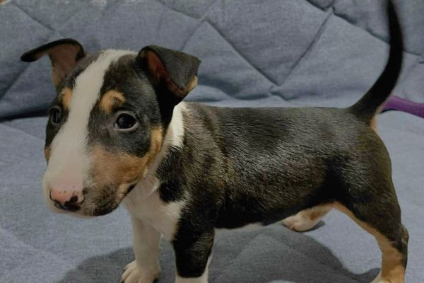 Minibull-terrier cuccioli minibullterriercuccioli.jpg