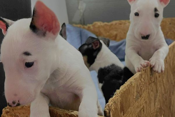 Minibull-terrier cuccioli minibullterriercuccioli1.jpg