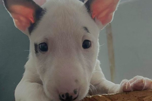 Minibull-terrier cuccioli minibullterriercuccioli1234.jpg