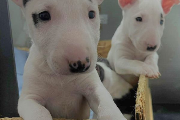Minibull-terrier cuccioli minibullterriercuccioli123456.jpg