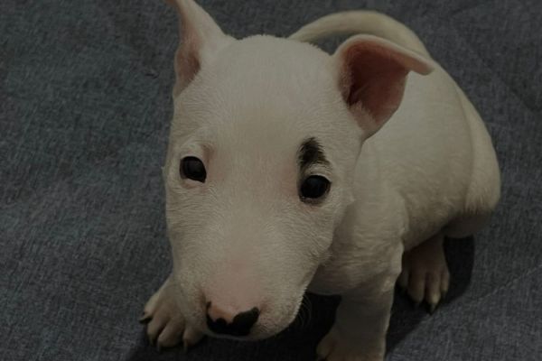 Minibull-terrier cuccioli minibullterriercuccioli1234567.jpg