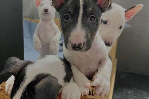 Minibull-terrier cuccioli minibullterriercuccioli12345678.jpg