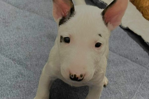 Minibull-terrier cuccioli minibullterriercuccioli123456789.jpg