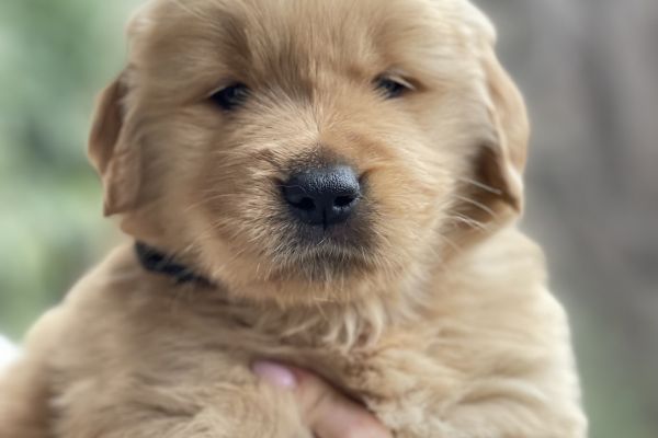 Golden Retriever americani goldenretrieveramericani1234.jpeg