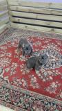 Bouledogue Francese Blu and Tan BouledogueFranceseBluandTan.jpg