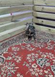 Bouledogue Francese Blu and Tan BouledogueFranceseBluandTan1.jpg