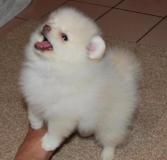 Cuccioli pomeraniani carini e adorabili Cucciolipomeranianicarinieadorabili.jpg