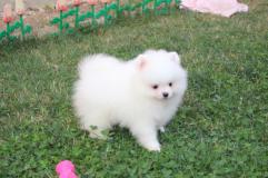 Cuccioli pomeraniani carini e adorabili Cucciolipomeranianicarinieadorabili1.jpg