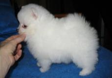 Cuccioli pomeraniani carini e adorabili Cucciolipomeranianicarinieadorabili12.jpg