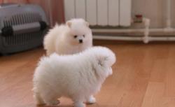 Cuccioli pomeraniani carini e adorabili Cucciolipomeranianicarinieadorabili123.jpg