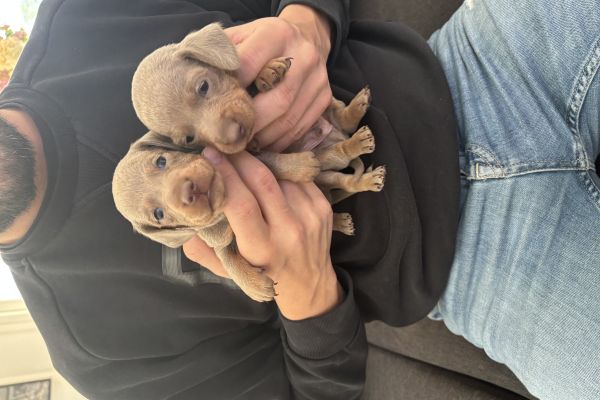 Cuccioli Bassotto Nano x Kaninchen cucciolibassottonanoxkaninchen1.jpeg