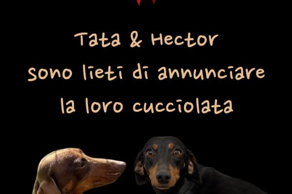 Cuccioli Bassotto Nano x Kaninchen cucciolibassottonanoxkaninchen12.jpeg