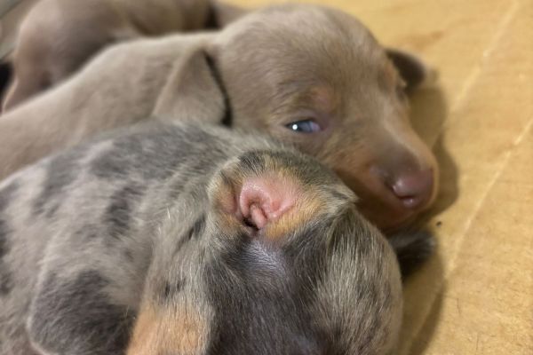 Cuccioli Bassotto Nano x Kaninchen cucciolibassottonanoxkaninchen123.jpeg