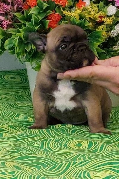 Bouledogue francese pedigree enci bouledoguefrancesepedigreeenci.jpg