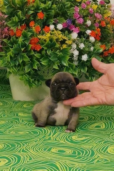 Bouledogue francese pedigree enci bouledoguefrancesepedigreeenci123.jpg