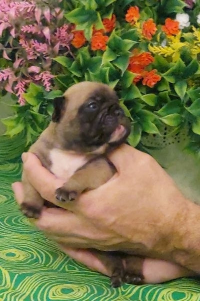 Bouledogue francese pedigree enci bouledoguefrancesepedigreeenci1234.jpg