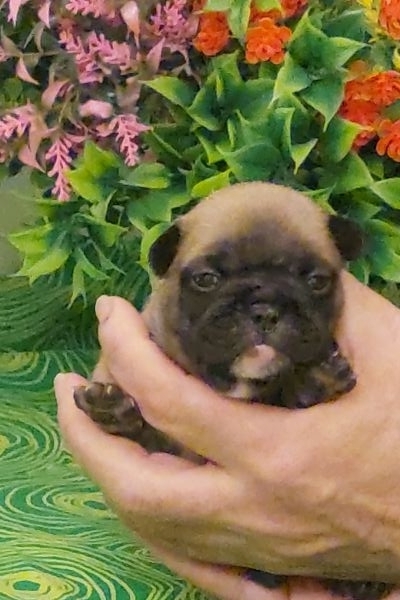 Bouledogue francese pedigree enci bouledoguefrancesepedigreeenci12345.jpg