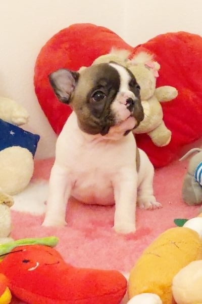 Bouledogue francese pedigree enci bouledoguefrancesepedigreeenci123456.jpg