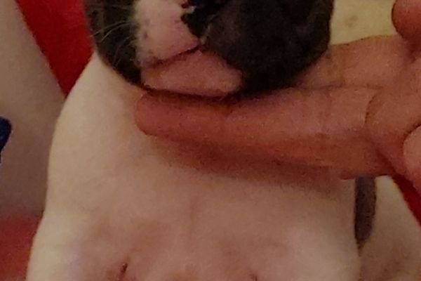 Bouledogue francese pedigree enci bouledoguefrancesepedigreeenci1234567.jpg