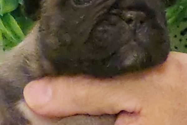 Bouledogue francese pedigree enci bouledoguefrancesepedigreeenci12345678.jpg