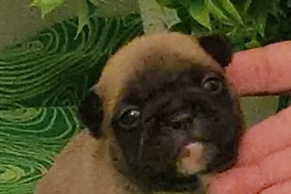 Bouledogue francese pedigree enci bouledoguefrancesepedigreeenci123456789.jpg